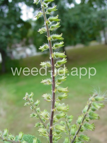 mint, perilla